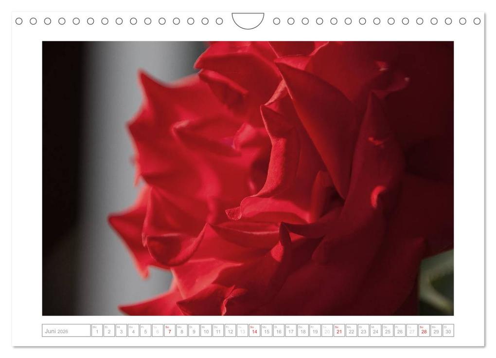 Weitere Ansicht: Rosen Schleswig-Holsteins (Wandkalender 2026 DIN A4 quer), CALVENDO Monatskalender | Calvendo, Antje Kügler