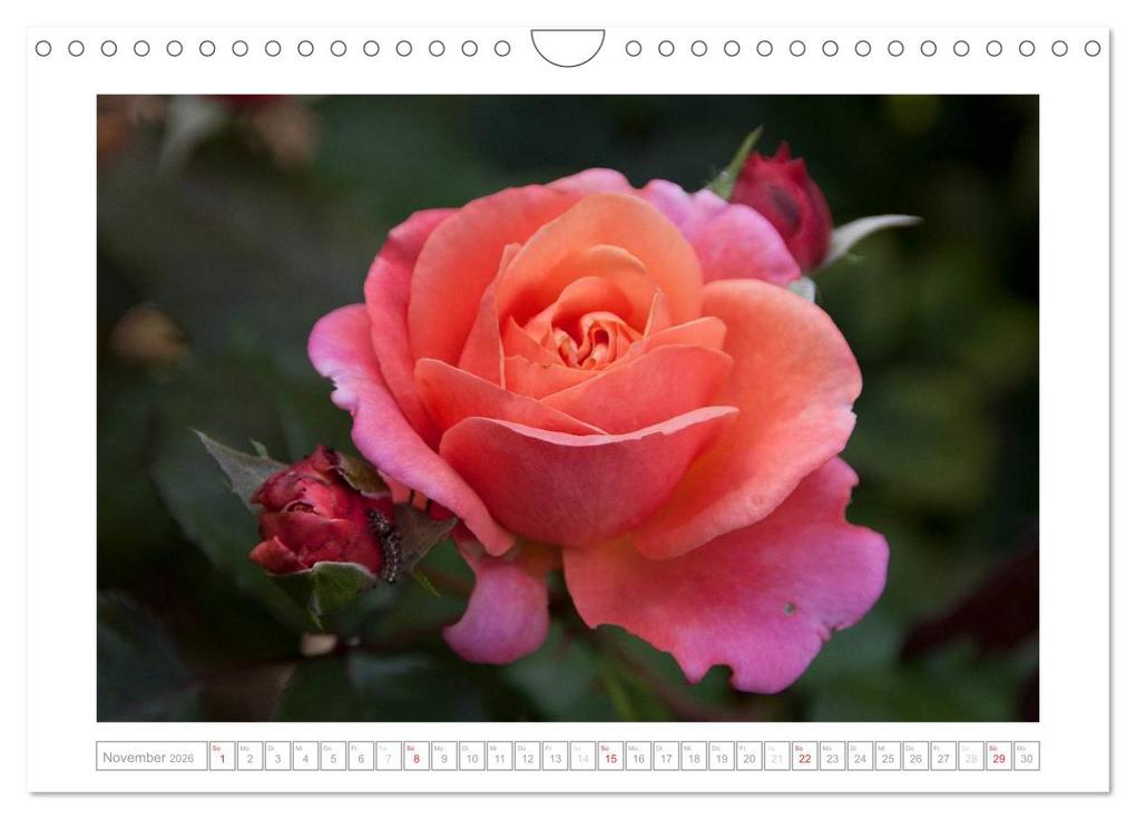 Weitere Ansicht: Rosen Schleswig-Holsteins (Wandkalender 2026 DIN A4 quer), CALVENDO Monatskalender | Calvendo, Antje Kügler