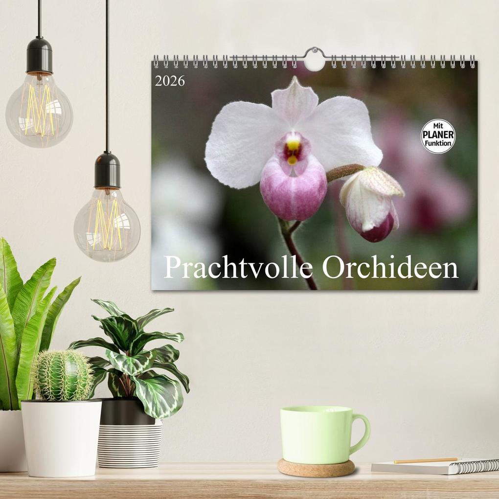 Weitere Ansicht: Prachtvolle Orchideen (Wandkalender 2026 DIN A4 quer), CALVENDO Monatskalender | Calvendo, Schnellewelten, SchnelleWelten SchnelleWelten