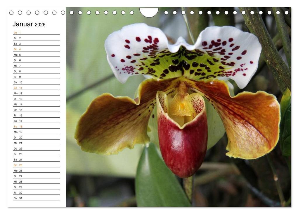 Weitere Ansicht: Prachtvolle Orchideen (Wandkalender 2026 DIN A4 quer), CALVENDO Monatskalender | Calvendo, Schnellewelten, SchnelleWelten SchnelleWelten