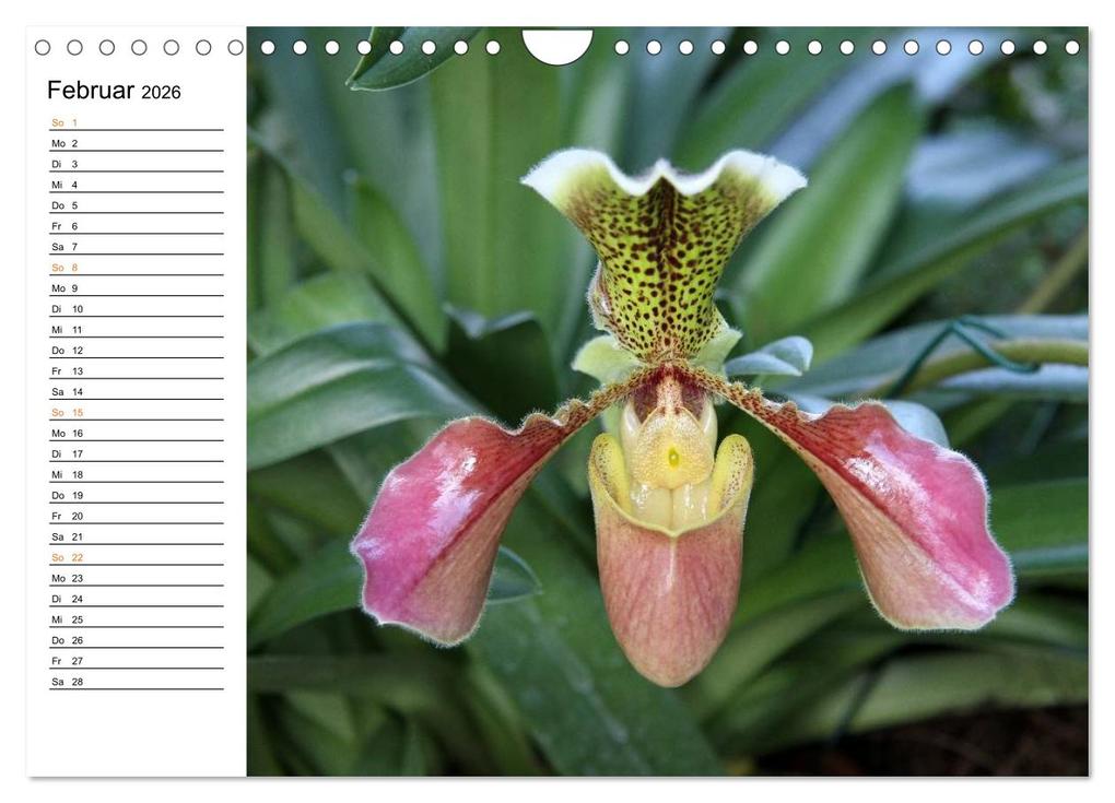 Weitere Ansicht: Prachtvolle Orchideen (Wandkalender 2026 DIN A4 quer), CALVENDO Monatskalender | Calvendo, Schnellewelten, SchnelleWelten SchnelleWelten