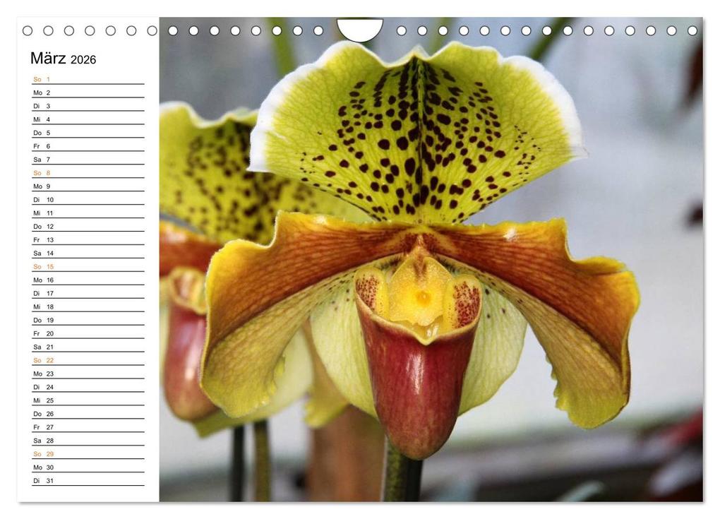Weitere Ansicht: Prachtvolle Orchideen (Wandkalender 2026 DIN A4 quer), CALVENDO Monatskalender | Calvendo, Schnellewelten, SchnelleWelten SchnelleWelten