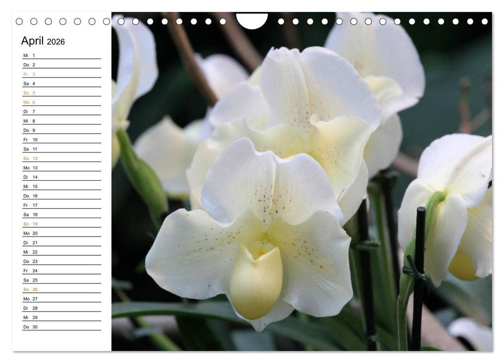 Weitere Ansicht: Prachtvolle Orchideen (Wandkalender 2026 DIN A4 quer), CALVENDO Monatskalender | Calvendo, Schnellewelten, SchnelleWelten SchnelleWelten