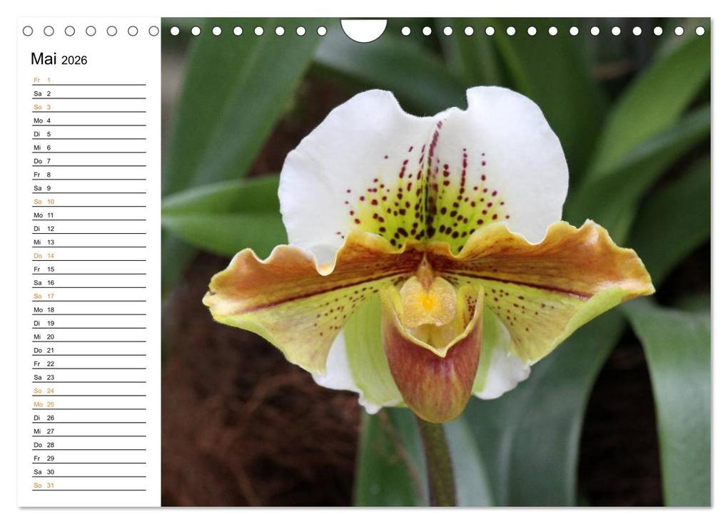 Weitere Ansicht: Prachtvolle Orchideen (Wandkalender 2026 DIN A4 quer), CALVENDO Monatskalender | Calvendo, Schnellewelten, SchnelleWelten SchnelleWelten