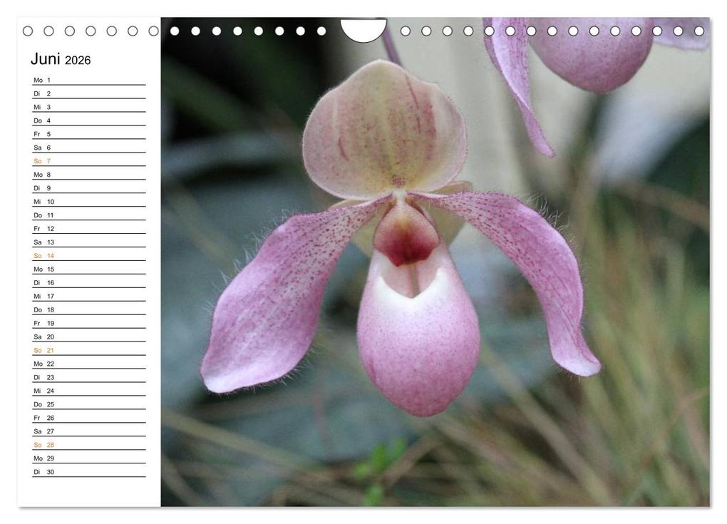 Weitere Ansicht: Prachtvolle Orchideen (Wandkalender 2026 DIN A4 quer), CALVENDO Monatskalender | Calvendo, Schnellewelten, SchnelleWelten SchnelleWelten