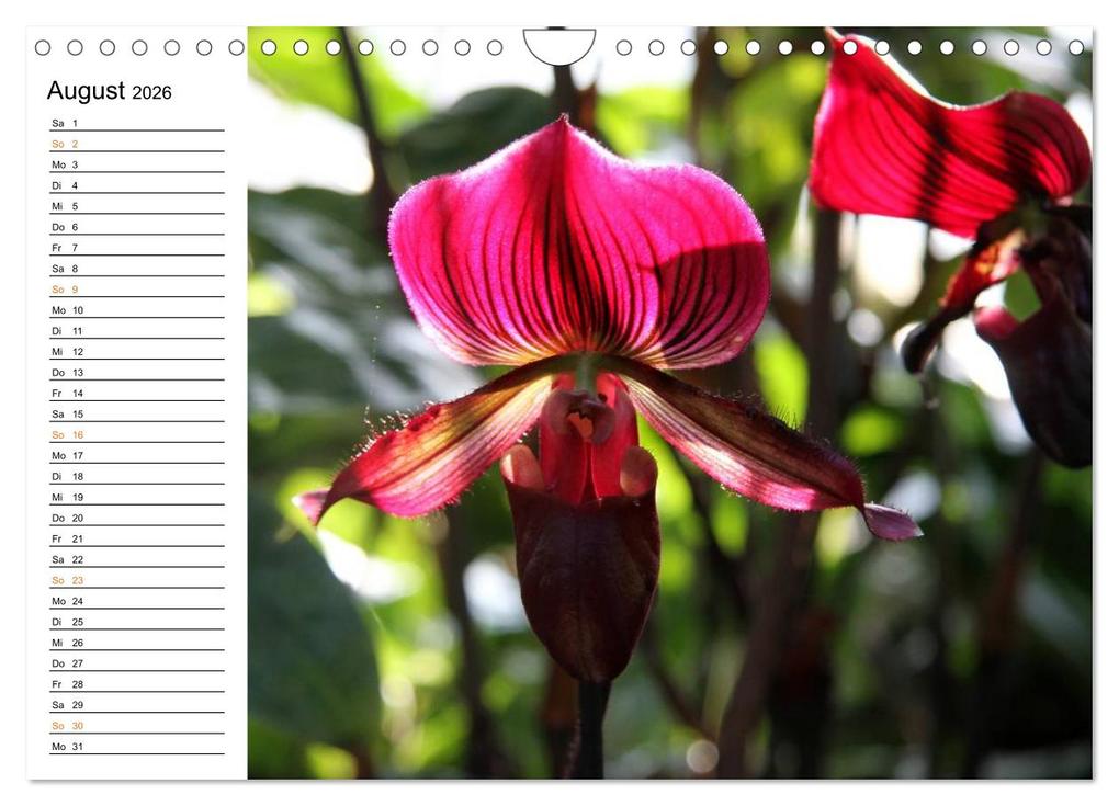 Weitere Ansicht: Prachtvolle Orchideen (Wandkalender 2026 DIN A4 quer), CALVENDO Monatskalender | Calvendo, Schnellewelten, SchnelleWelten SchnelleWelten