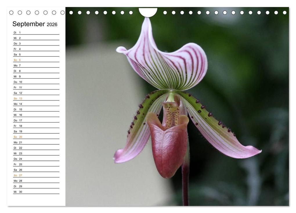 Weitere Ansicht: Prachtvolle Orchideen (Wandkalender 2026 DIN A4 quer), CALVENDO Monatskalender | Calvendo, Schnellewelten, SchnelleWelten SchnelleWelten