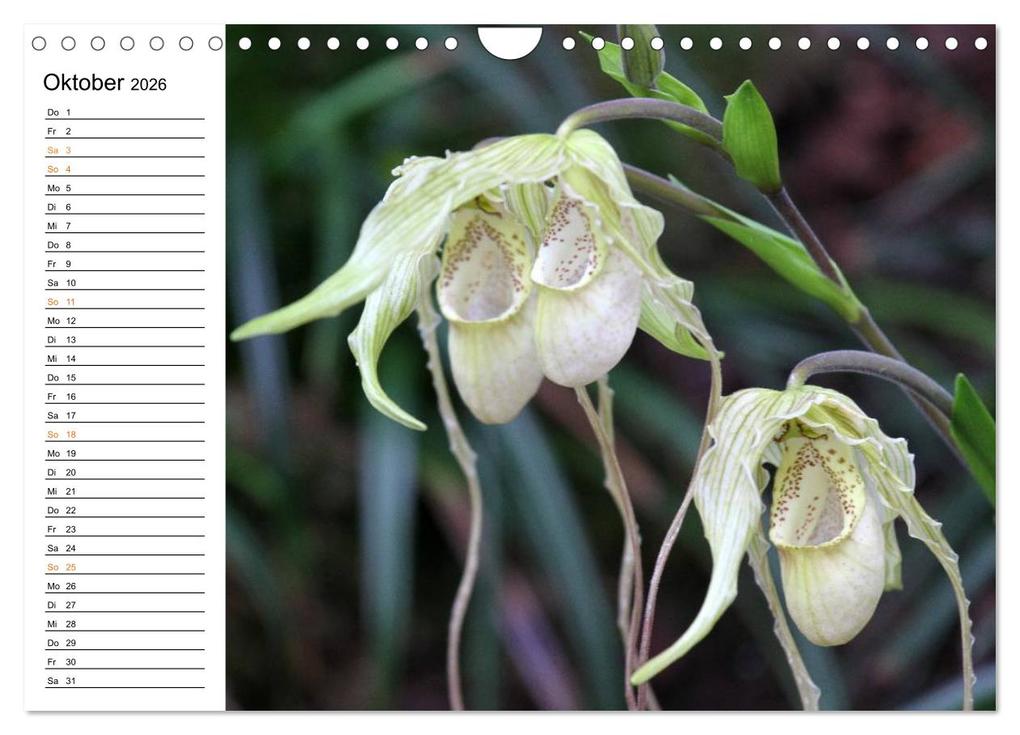 Weitere Ansicht: Prachtvolle Orchideen (Wandkalender 2026 DIN A4 quer), CALVENDO Monatskalender | Calvendo, Schnellewelten, SchnelleWelten SchnelleWelten