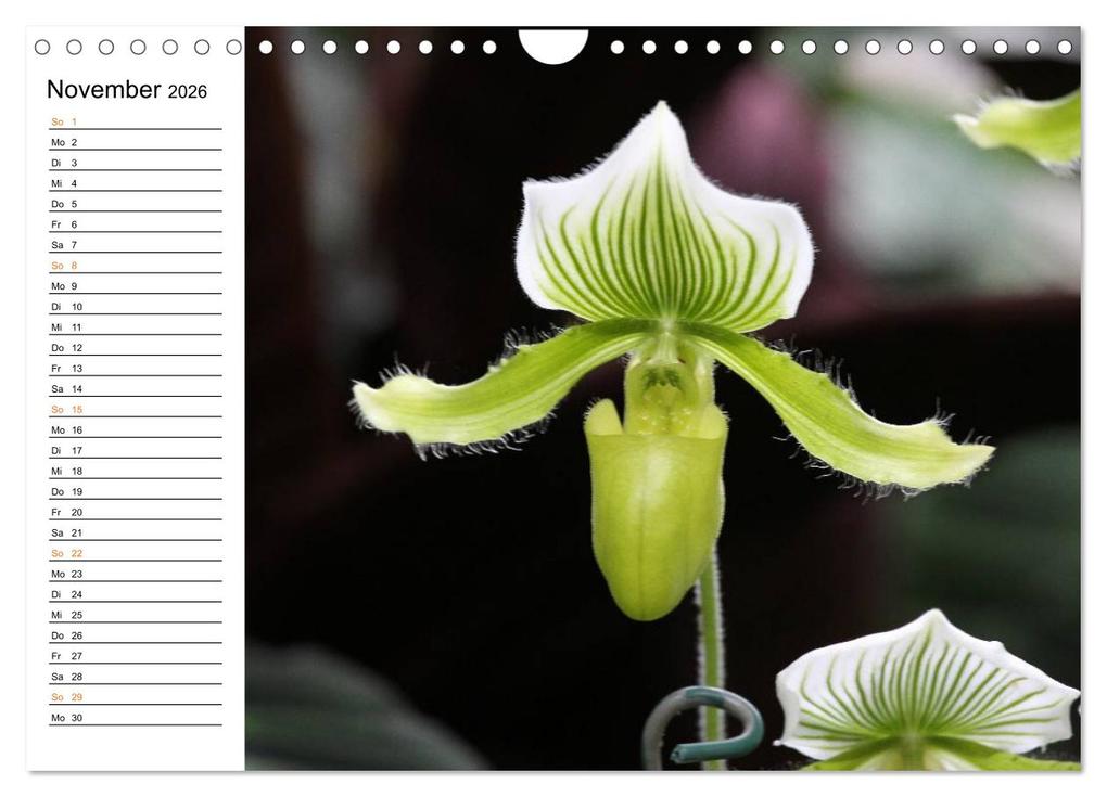 Weitere Ansicht: Prachtvolle Orchideen (Wandkalender 2026 DIN A4 quer), CALVENDO Monatskalender | Calvendo, Schnellewelten, SchnelleWelten SchnelleWelten