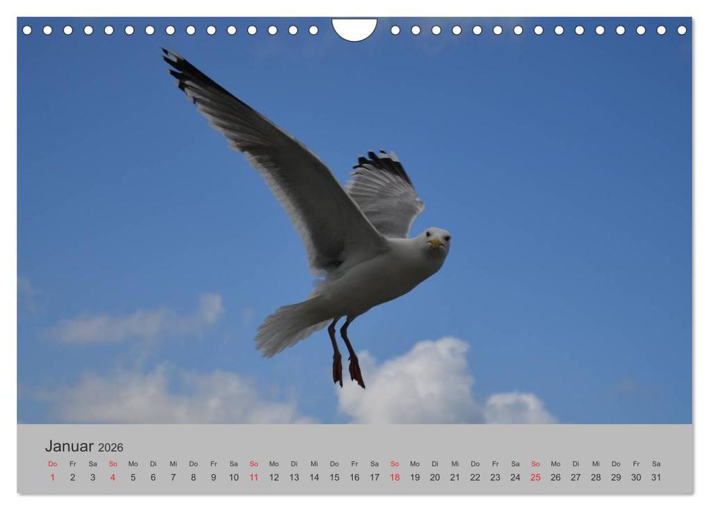 Weitere Ansicht: Impressionen von Texel (Wandkalender 2026 DIN A4 quer), CALVENDO Monatskalender | Calvendo, Diana Schröder