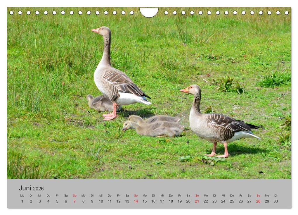 Weitere Ansicht: Impressionen von Texel (Wandkalender 2026 DIN A4 quer), CALVENDO Monatskalender | Calvendo, Diana Schröder