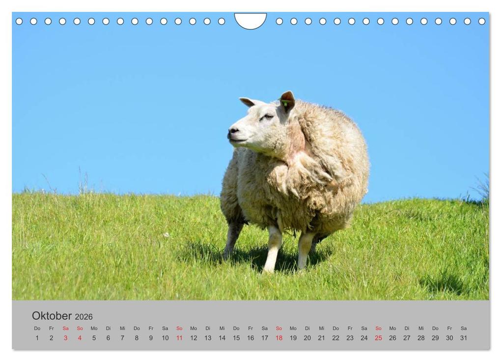 Weitere Ansicht: Impressionen von Texel (Wandkalender 2026 DIN A4 quer), CALVENDO Monatskalender | Calvendo, Diana Schröder