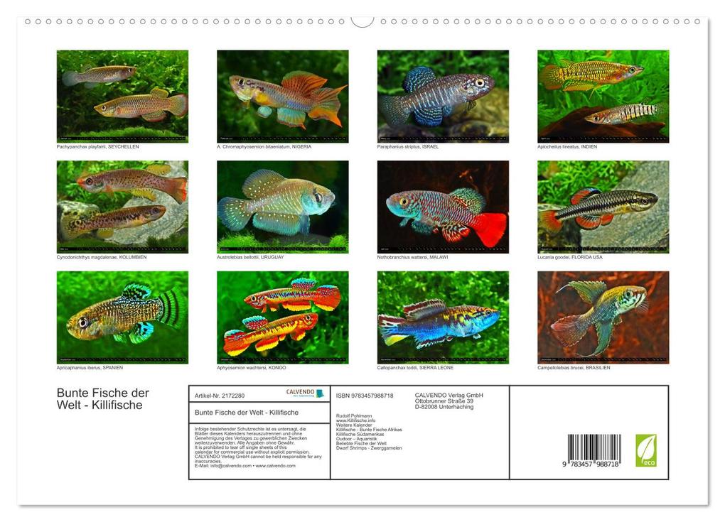 Weitere Ansicht: Bunte Fische der Welt - Killifische (hochwertiger Premium Wandkalender 2026 DIN A2 quer), Kunstdruck in Hochglanz | Calvendo, Rudolf Pohlmann