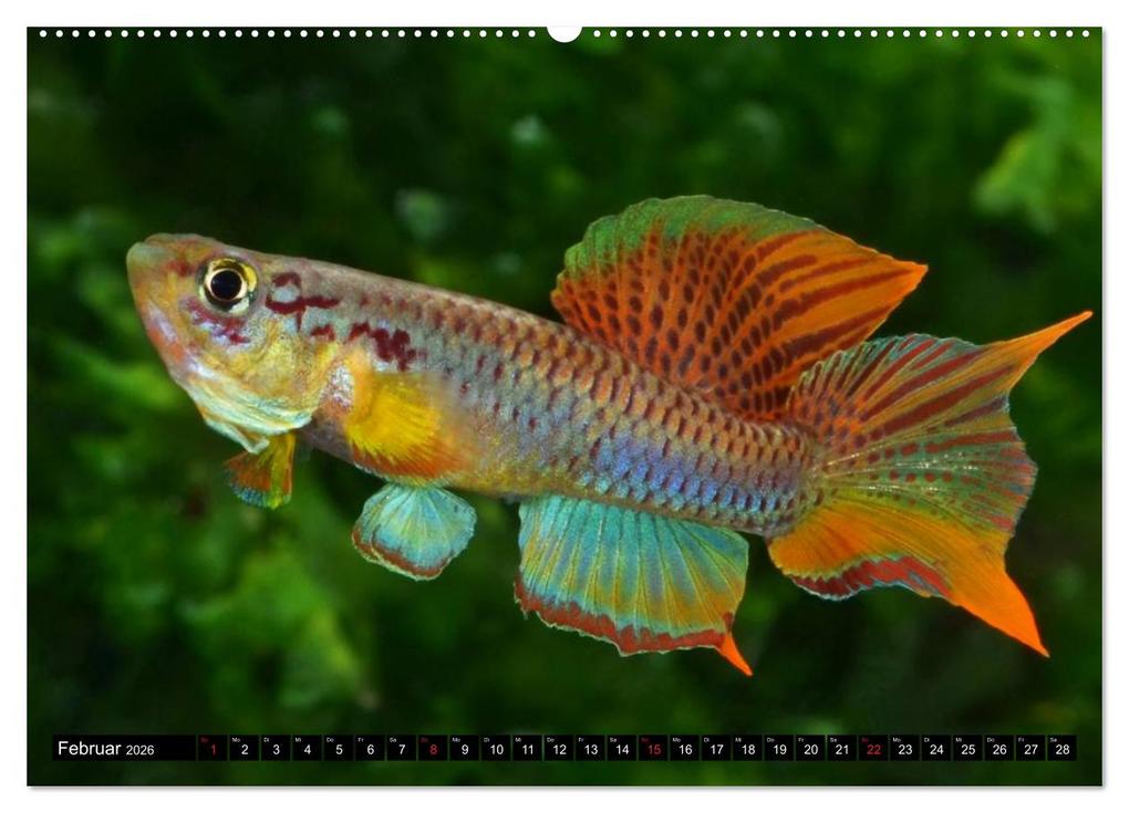 Weitere Ansicht: Bunte Fische der Welt - Killifische (hochwertiger Premium Wandkalender 2026 DIN A2 quer), Kunstdruck in Hochglanz | Calvendo, Rudolf Pohlmann