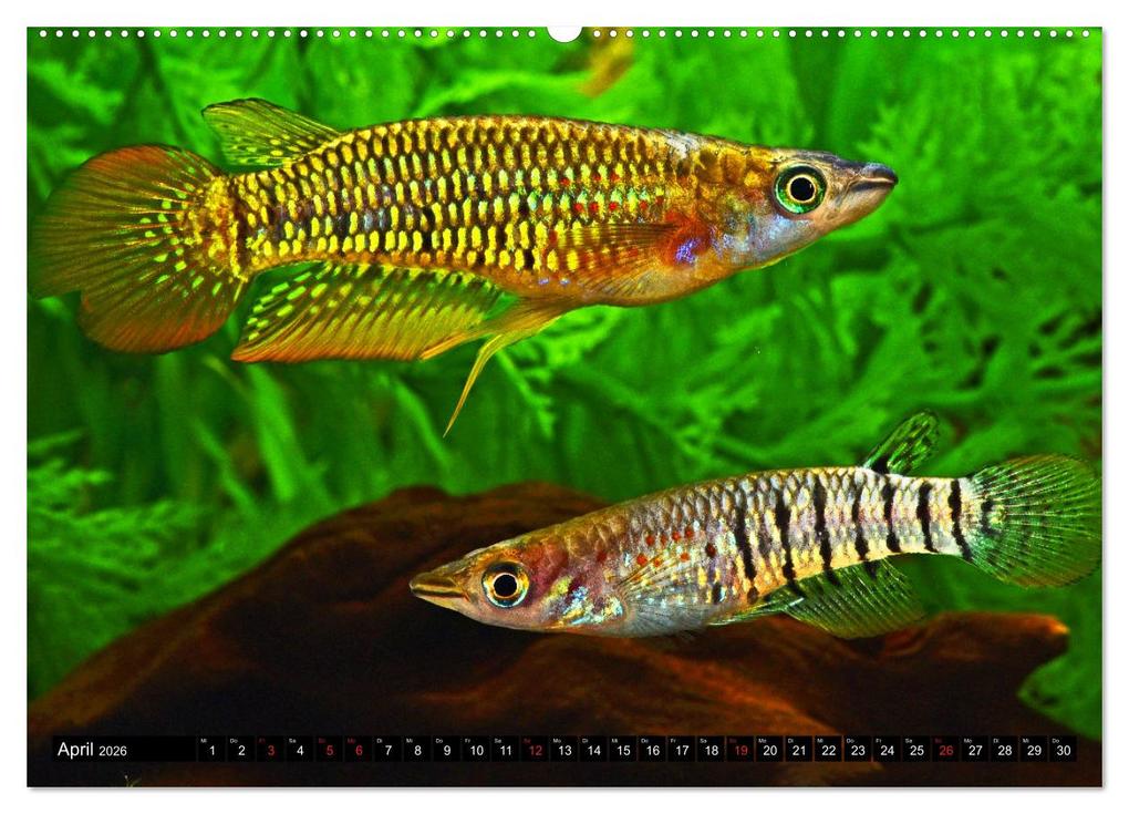 Weitere Ansicht: Bunte Fische der Welt - Killifische (hochwertiger Premium Wandkalender 2026 DIN A2 quer), Kunstdruck in Hochglanz | Calvendo, Rudolf Pohlmann