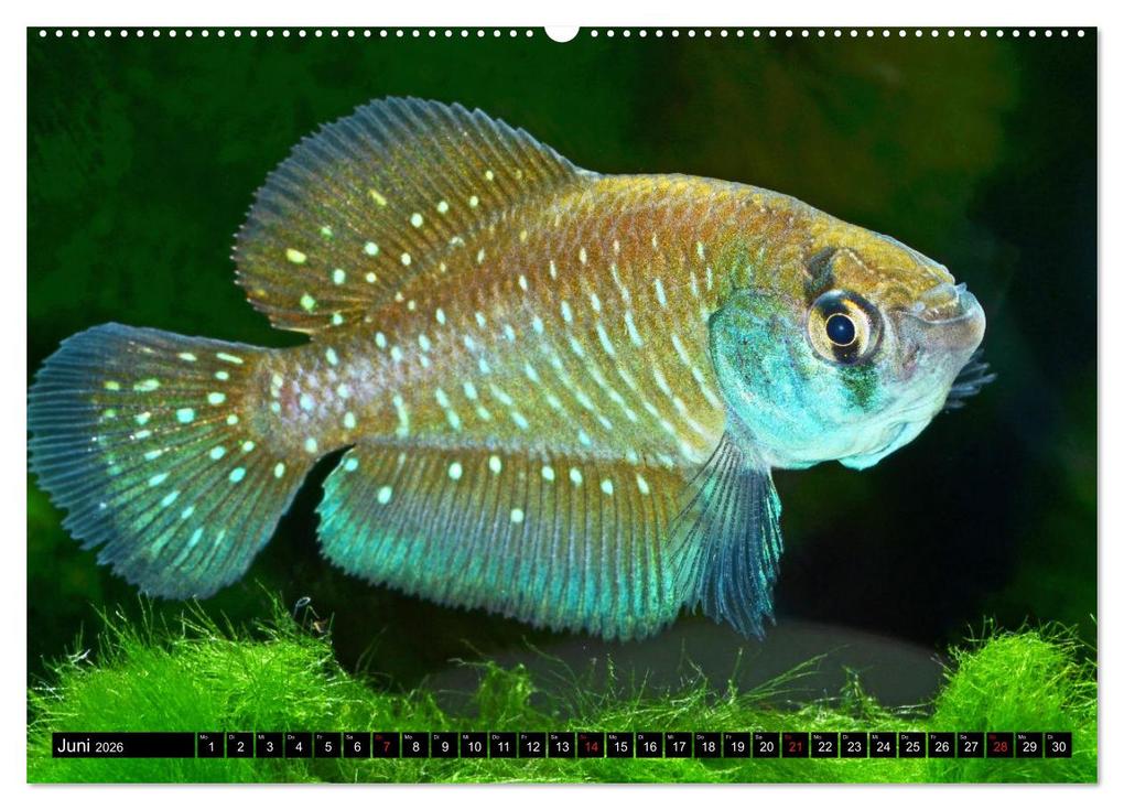 Weitere Ansicht: Bunte Fische der Welt - Killifische (hochwertiger Premium Wandkalender 2026 DIN A2 quer), Kunstdruck in Hochglanz | Calvendo, Rudolf Pohlmann