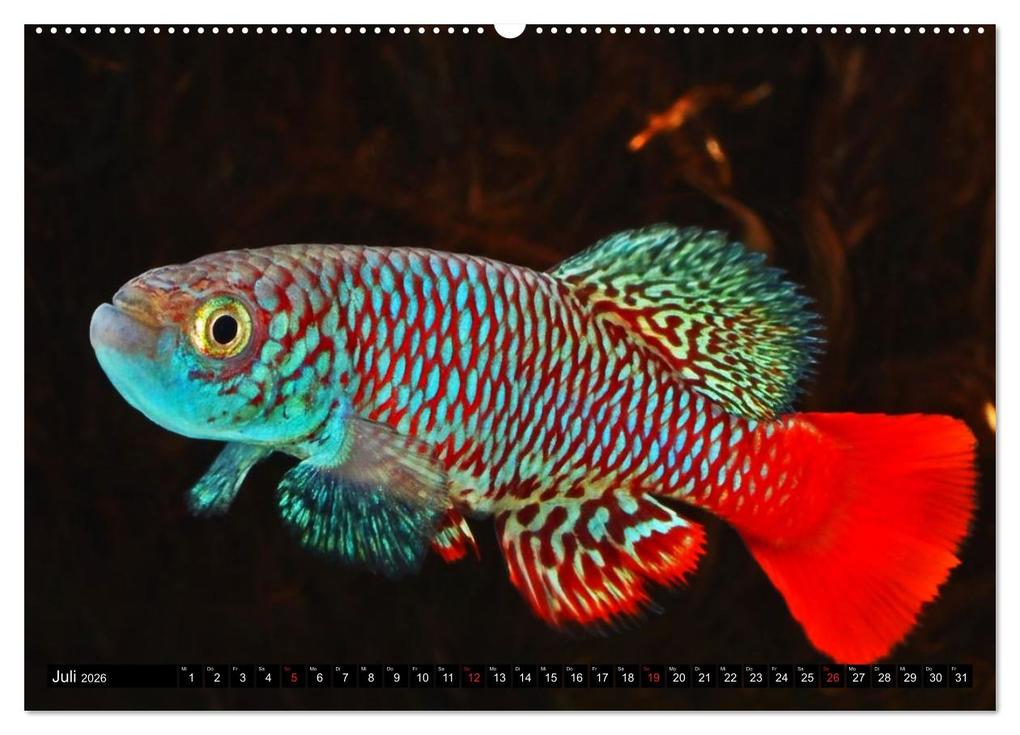 Weitere Ansicht: Bunte Fische der Welt - Killifische (hochwertiger Premium Wandkalender 2026 DIN A2 quer), Kunstdruck in Hochglanz | Calvendo, Rudolf Pohlmann