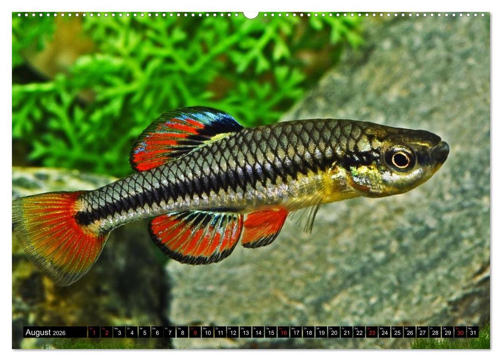 Weitere Ansicht: Bunte Fische der Welt - Killifische (hochwertiger Premium Wandkalender 2026 DIN A2 quer), Kunstdruck in Hochglanz | Calvendo, Rudolf Pohlmann
