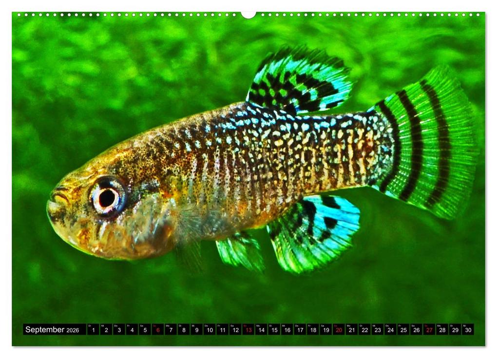 Weitere Ansicht: Bunte Fische der Welt - Killifische (hochwertiger Premium Wandkalender 2026 DIN A2 quer), Kunstdruck in Hochglanz | Calvendo, Rudolf Pohlmann