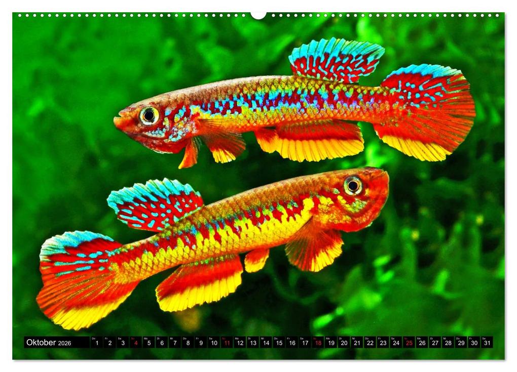 Weitere Ansicht: Bunte Fische der Welt - Killifische (hochwertiger Premium Wandkalender 2026 DIN A2 quer), Kunstdruck in Hochglanz | Calvendo, Rudolf Pohlmann