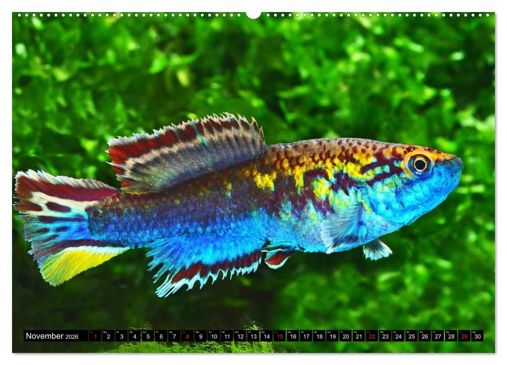 Weitere Ansicht: Bunte Fische der Welt - Killifische (hochwertiger Premium Wandkalender 2026 DIN A2 quer), Kunstdruck in Hochglanz | Calvendo, Rudolf Pohlmann