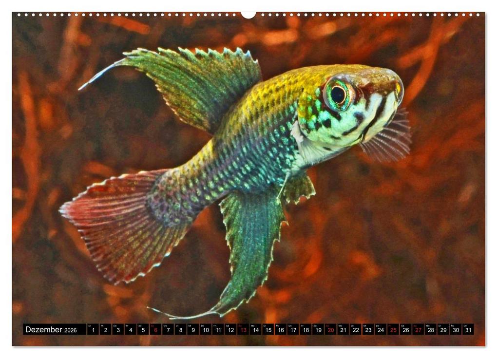 Weitere Ansicht: Bunte Fische der Welt - Killifische (hochwertiger Premium Wandkalender 2026 DIN A2 quer), Kunstdruck in Hochglanz | Calvendo, Rudolf Pohlmann