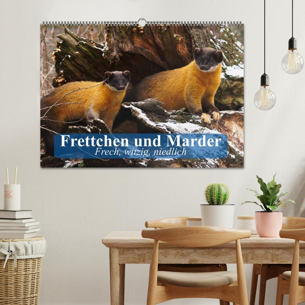 Weitere Ansicht: Frettchen und Marder. Frech, witzig, niedlich (Wandkalender 2026 DIN A2 quer), CALVENDO Monatskalender | Calvendo, Elisabeth Stanzer