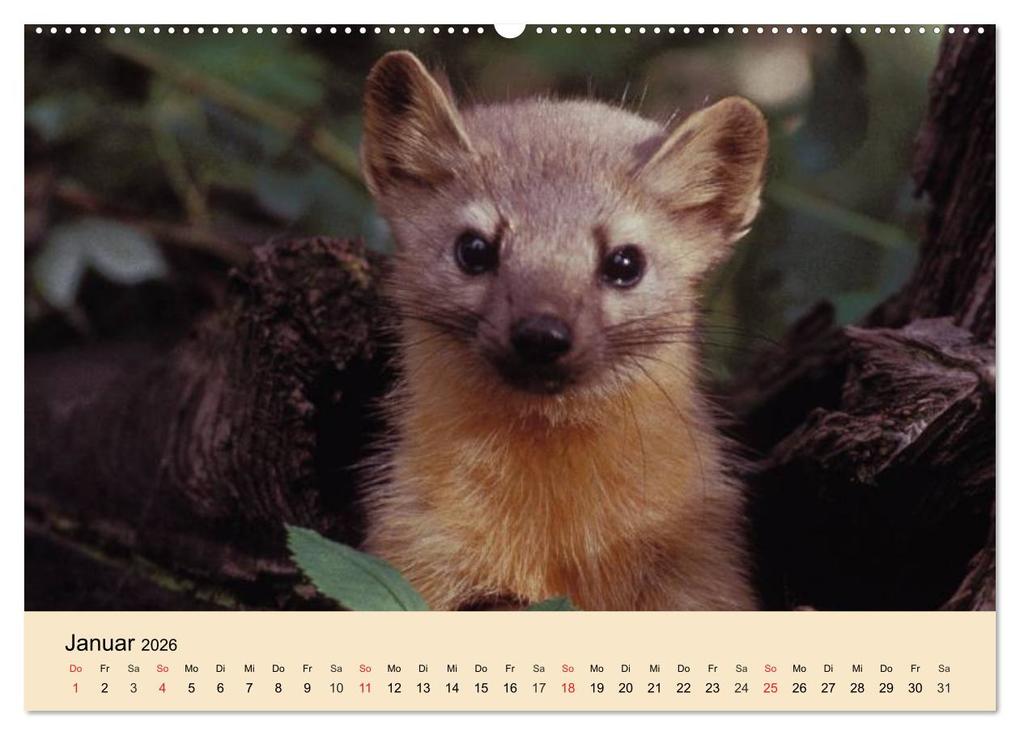 Weitere Ansicht: Frettchen und Marder. Frech, witzig, niedlich (Wandkalender 2026 DIN A2 quer), CALVENDO Monatskalender | Calvendo, Elisabeth Stanzer