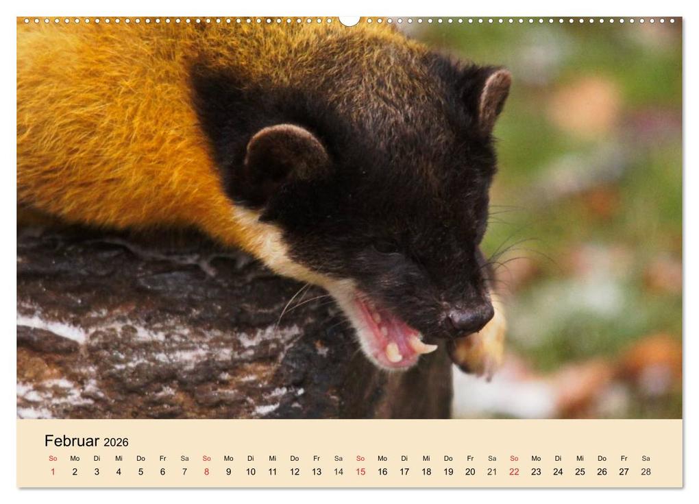 Weitere Ansicht: Frettchen und Marder. Frech, witzig, niedlich (Wandkalender 2026 DIN A2 quer), CALVENDO Monatskalender | Calvendo, Elisabeth Stanzer
