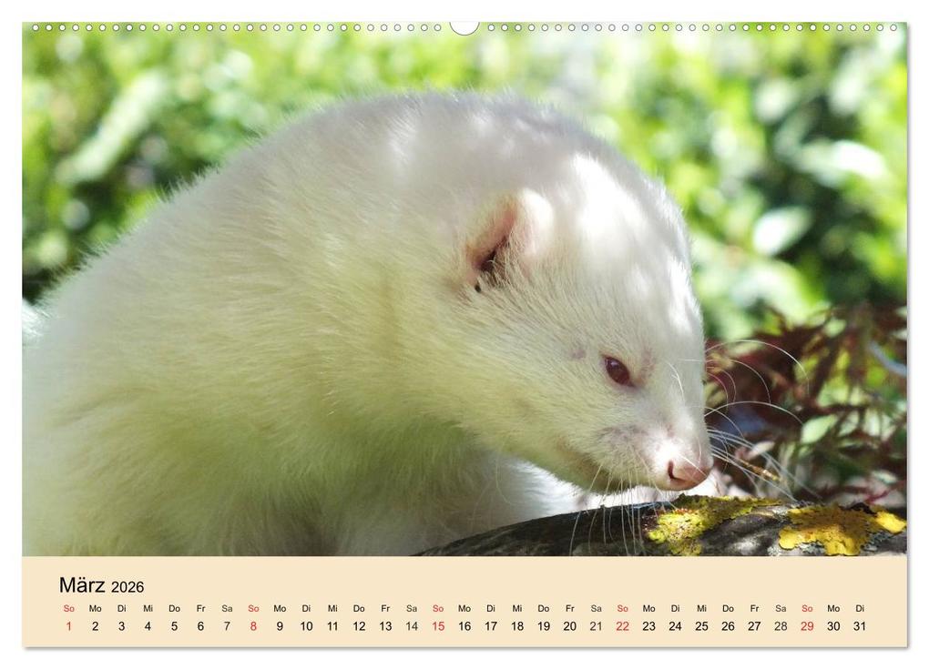 Weitere Ansicht: Frettchen und Marder. Frech, witzig, niedlich (Wandkalender 2026 DIN A2 quer), CALVENDO Monatskalender | Calvendo, Elisabeth Stanzer