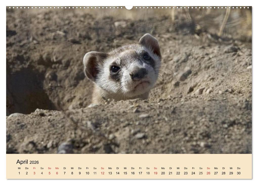 Weitere Ansicht: Frettchen und Marder. Frech, witzig, niedlich (Wandkalender 2026 DIN A2 quer), CALVENDO Monatskalender | Calvendo, Elisabeth Stanzer