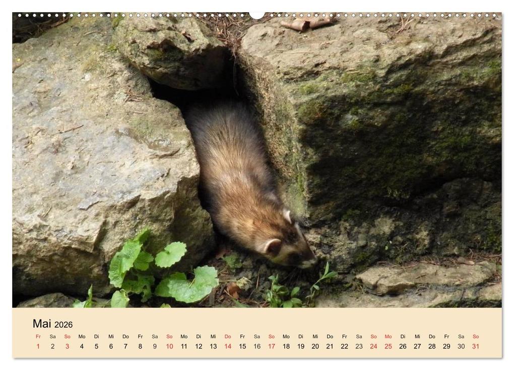 Weitere Ansicht: Frettchen und Marder. Frech, witzig, niedlich (Wandkalender 2026 DIN A2 quer), CALVENDO Monatskalender | Calvendo, Elisabeth Stanzer