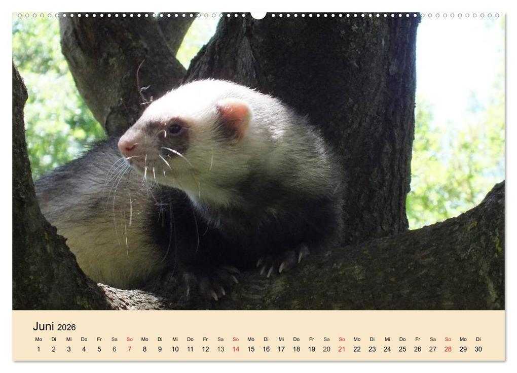 Weitere Ansicht: Frettchen und Marder. Frech, witzig, niedlich (Wandkalender 2026 DIN A2 quer), CALVENDO Monatskalender | Calvendo, Elisabeth Stanzer