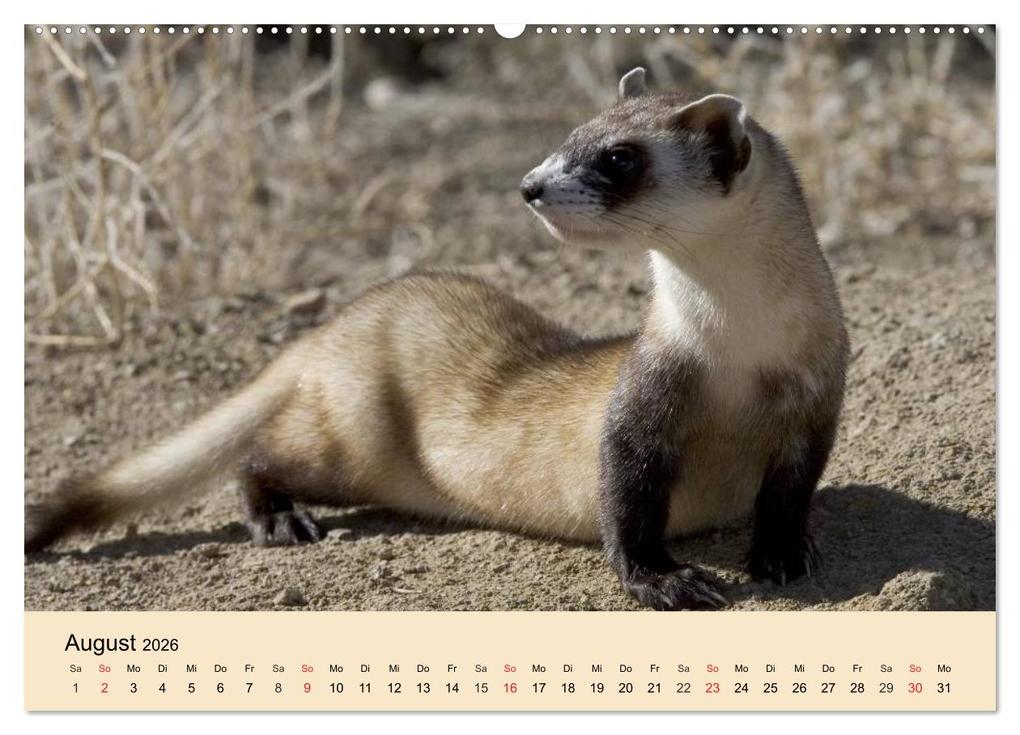 Weitere Ansicht: Frettchen und Marder. Frech, witzig, niedlich (Wandkalender 2026 DIN A2 quer), CALVENDO Monatskalender | Calvendo, Elisabeth Stanzer
