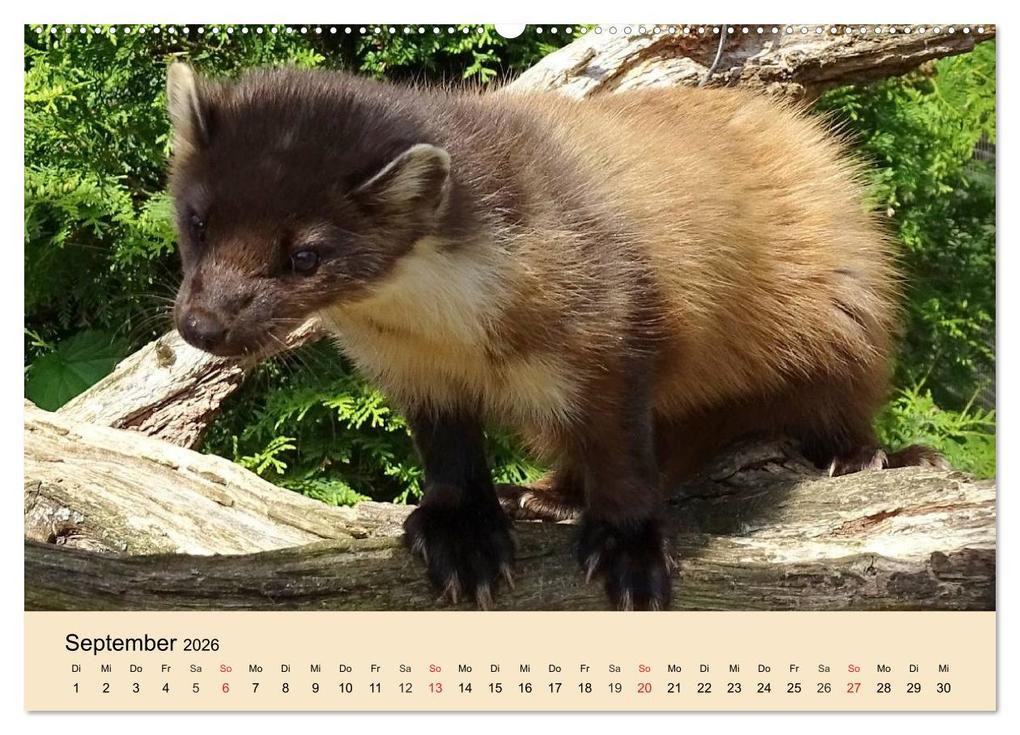 Weitere Ansicht: Frettchen und Marder. Frech, witzig, niedlich (Wandkalender 2026 DIN A2 quer), CALVENDO Monatskalender | Calvendo, Elisabeth Stanzer