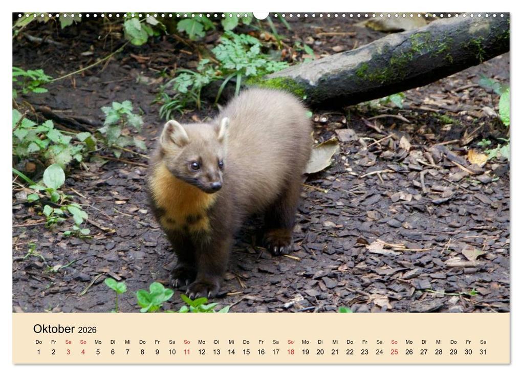 Weitere Ansicht: Frettchen und Marder. Frech, witzig, niedlich (Wandkalender 2026 DIN A2 quer), CALVENDO Monatskalender | Calvendo, Elisabeth Stanzer