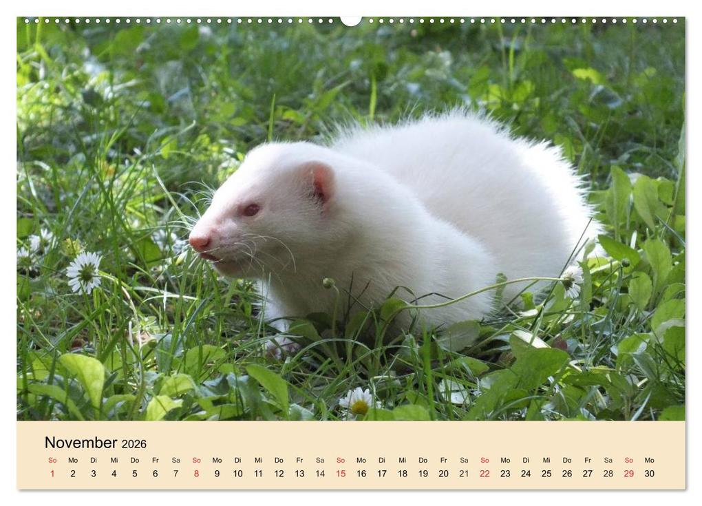 Weitere Ansicht: Frettchen und Marder. Frech, witzig, niedlich (Wandkalender 2026 DIN A2 quer), CALVENDO Monatskalender | Calvendo, Elisabeth Stanzer