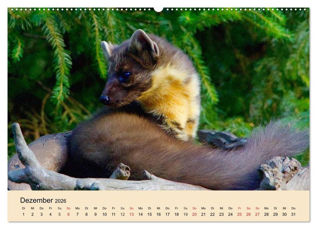Weitere Ansicht: Frettchen und Marder. Frech, witzig, niedlich (Wandkalender 2026 DIN A2 quer), CALVENDO Monatskalender | Calvendo, Elisabeth Stanzer
