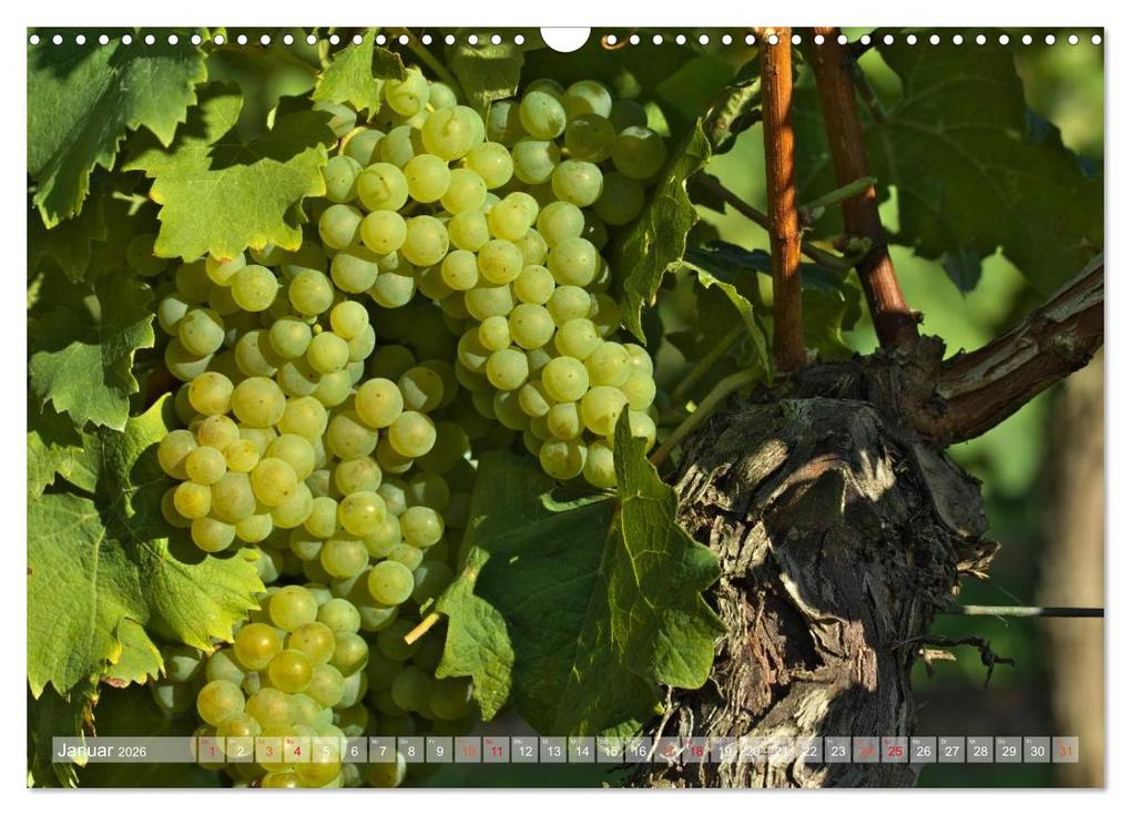 Weitere Ansicht: Wein- und Rebsorten aus Rheinland-Pfalz (Wandkalender 2026 DIN A3 quer), CALVENDO Monatskalender | Markus Kärcher, Andreas Eberlein, Calvendo, Markus Kärcher Eberlein