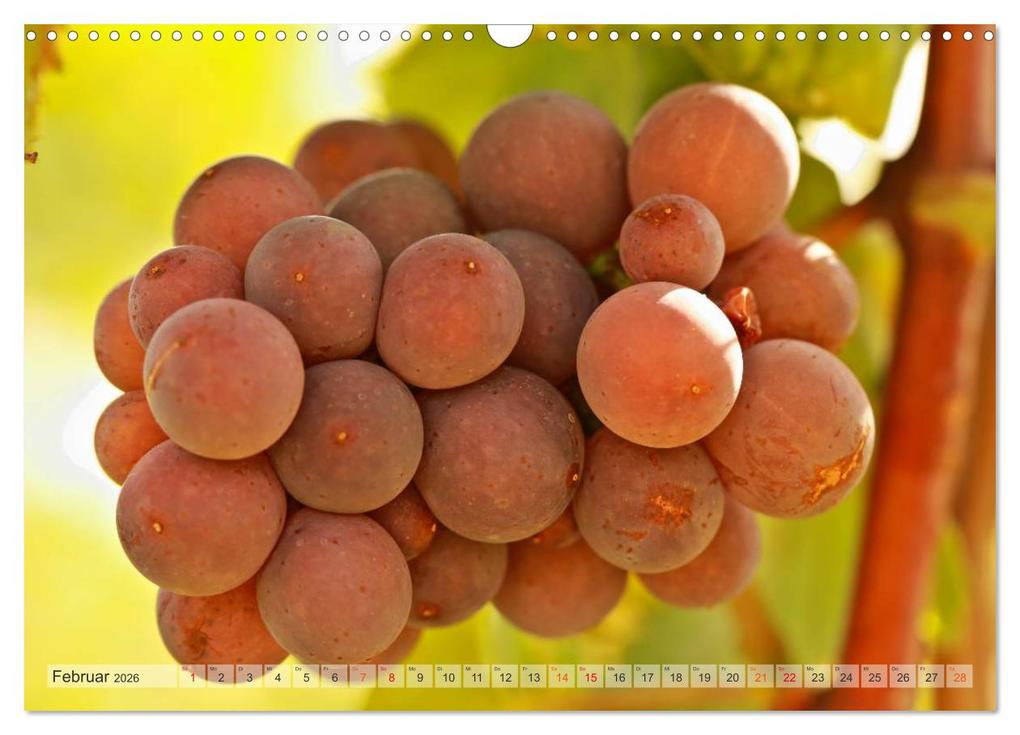 Weitere Ansicht: Wein- und Rebsorten aus Rheinland-Pfalz (Wandkalender 2026 DIN A3 quer), CALVENDO Monatskalender | Markus Kärcher, Andreas Eberlein, Calvendo, Markus Kärcher Eberlein