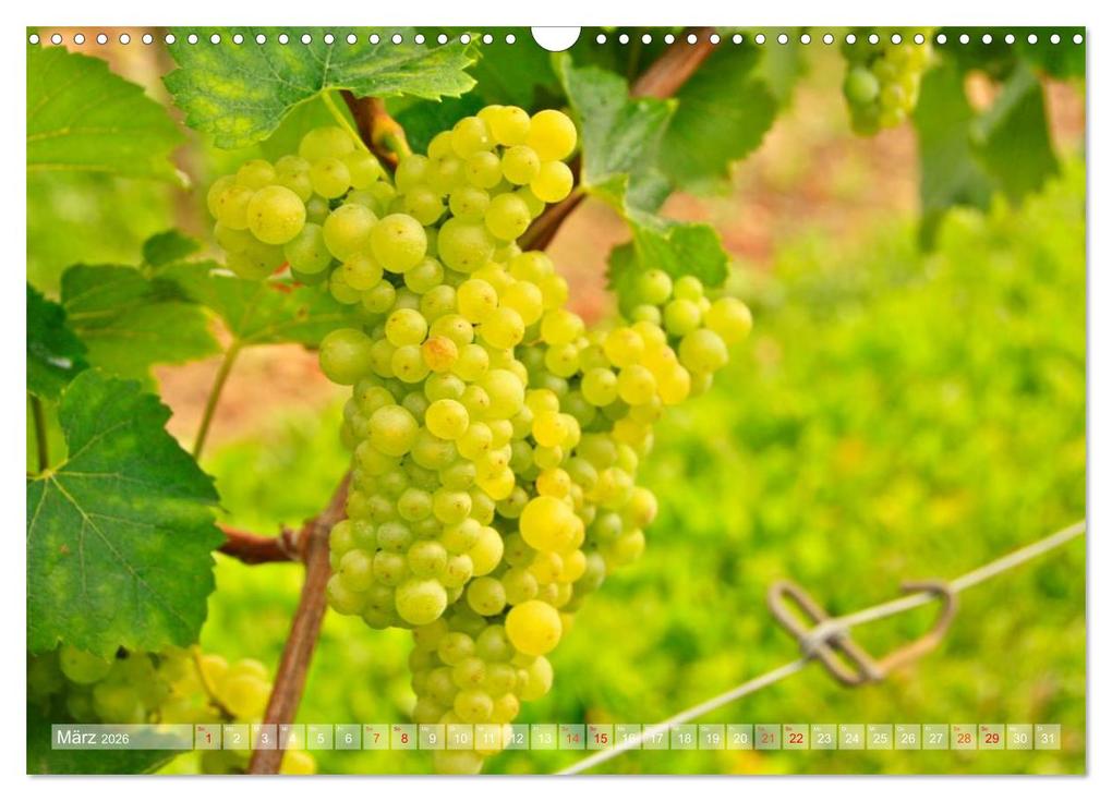 Weitere Ansicht: Wein- und Rebsorten aus Rheinland-Pfalz (Wandkalender 2026 DIN A3 quer), CALVENDO Monatskalender | Markus Kärcher, Andreas Eberlein, Calvendo, Markus Kärcher Eberlein