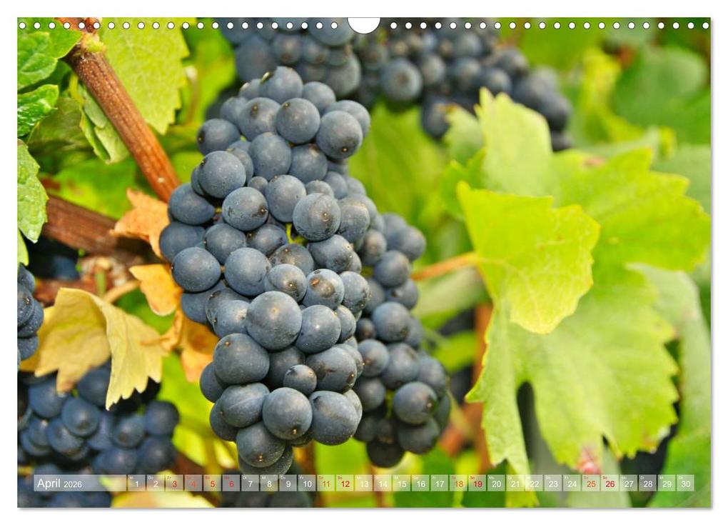 Weitere Ansicht: Wein- und Rebsorten aus Rheinland-Pfalz (Wandkalender 2026 DIN A3 quer), CALVENDO Monatskalender | Markus Kärcher, Andreas Eberlein, Calvendo, Markus Kärcher Eberlein