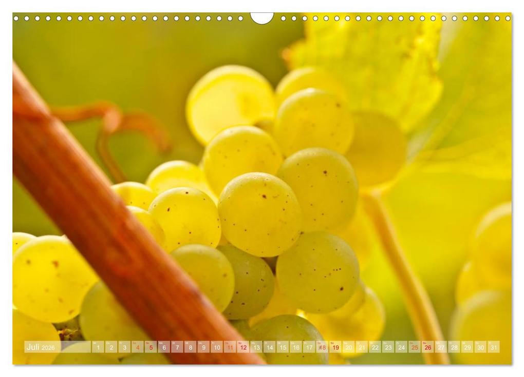 Weitere Ansicht: Wein- und Rebsorten aus Rheinland-Pfalz (Wandkalender 2026 DIN A3 quer), CALVENDO Monatskalender | Markus Kärcher, Andreas Eberlein, Calvendo, Markus Kärcher Eberlein