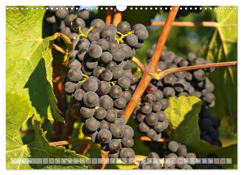 Weitere Ansicht: Wein- und Rebsorten aus Rheinland-Pfalz (Wandkalender 2026 DIN A3 quer), CALVENDO Monatskalender | Markus Kärcher, Andreas Eberlein, Calvendo, Markus Kärcher Eberlein