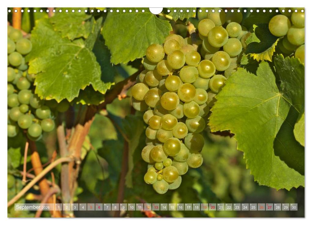 Weitere Ansicht: Wein- und Rebsorten aus Rheinland-Pfalz (Wandkalender 2026 DIN A3 quer), CALVENDO Monatskalender | Markus Kärcher, Andreas Eberlein, Calvendo, Markus Kärcher Eberlein