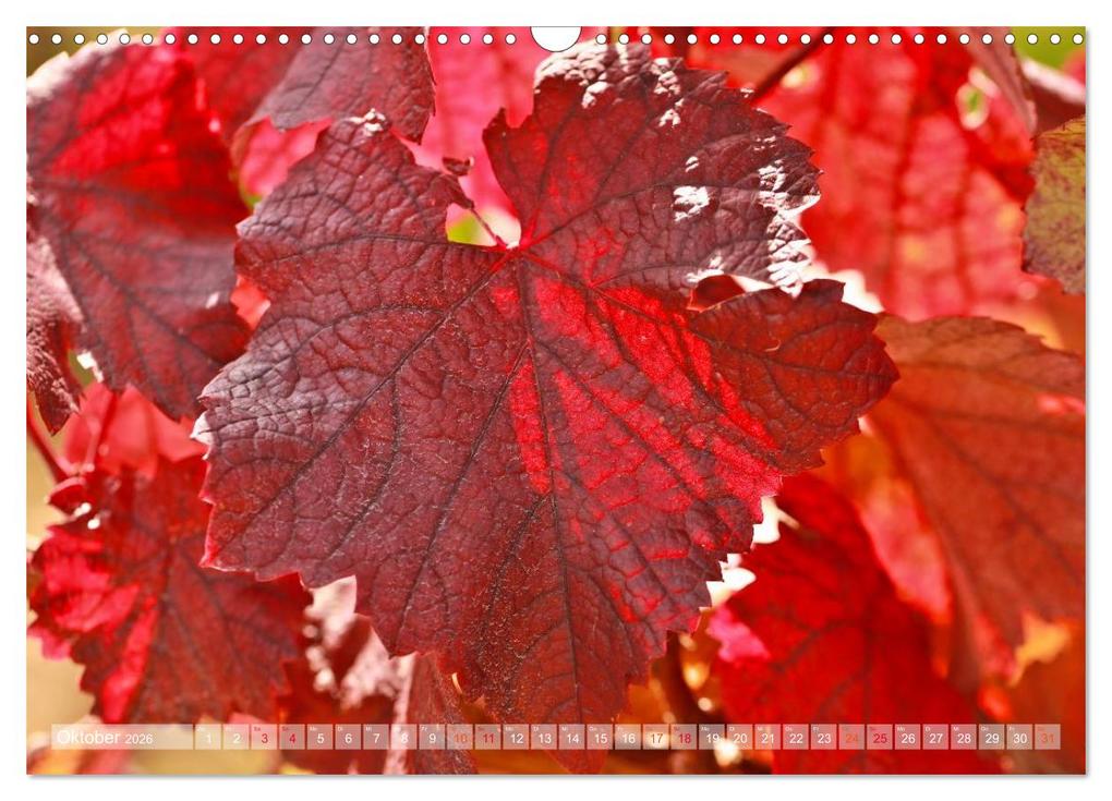 Weitere Ansicht: Wein- und Rebsorten aus Rheinland-Pfalz (Wandkalender 2026 DIN A3 quer), CALVENDO Monatskalender | Markus Kärcher, Andreas Eberlein, Calvendo, Markus Kärcher Eberlein