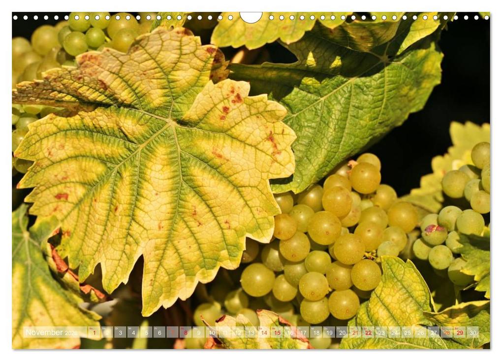 Weitere Ansicht: Wein- und Rebsorten aus Rheinland-Pfalz (Wandkalender 2026 DIN A3 quer), CALVENDO Monatskalender | Markus Kärcher, Andreas Eberlein, Calvendo, Markus Kärcher Eberlein