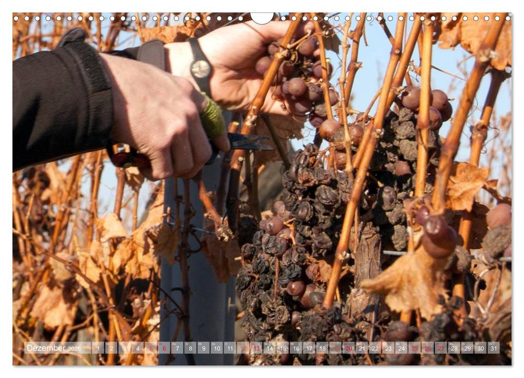 Weitere Ansicht: Wein- und Rebsorten aus Rheinland-Pfalz (Wandkalender 2026 DIN A3 quer), CALVENDO Monatskalender | Markus Kärcher, Andreas Eberlein, Calvendo, Markus Kärcher Eberlein