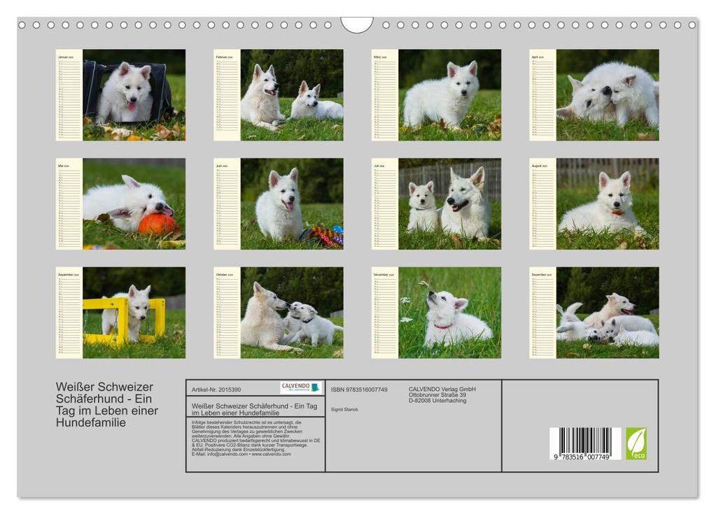 Weitere Ansicht: Weißer Schweizer Schäferhund - Ein Tag im Leben einer Hundefamilie (Wandkalender 2026 DIN A3 quer), CALVENDO Monatskalender | Sigrid Starick, Calvendo