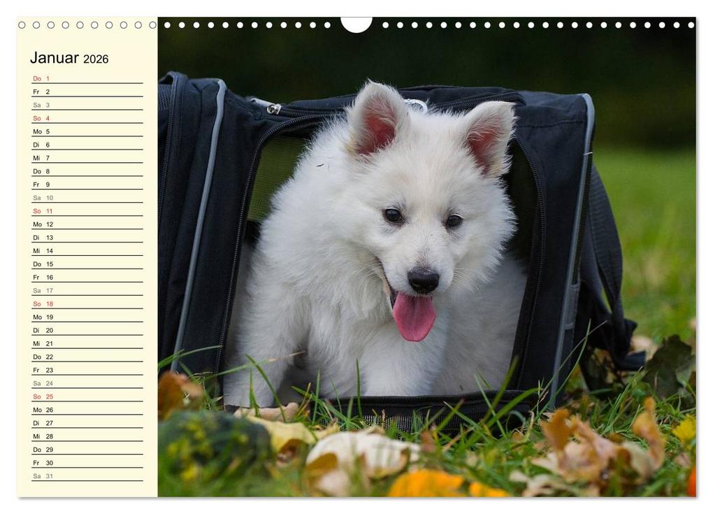 Weitere Ansicht: Weißer Schweizer Schäferhund - Ein Tag im Leben einer Hundefamilie (Wandkalender 2026 DIN A3 quer), CALVENDO Monatskalender | Sigrid Starick, Calvendo